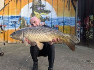Common Carp