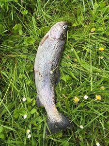 Rainbow Trout