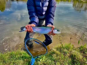 Rainbow Trout