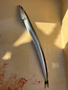 Northern Sand Lance