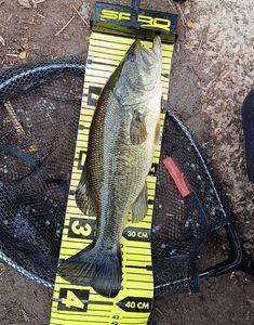 Largemouth Bass