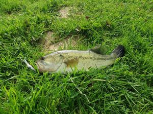 Largemouth Bass