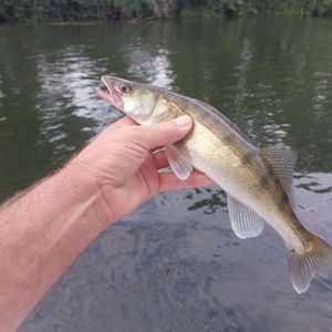 Zander