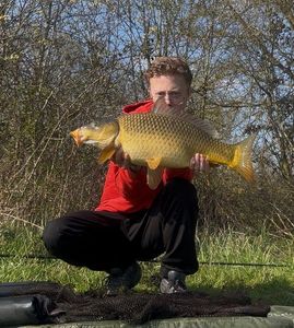 Common Carp