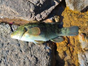 Ballan Wrasse