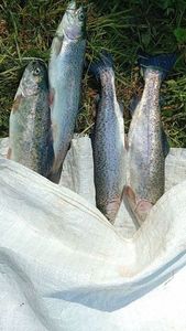 Rainbow Trout