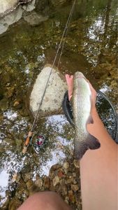 Rainbow Trout