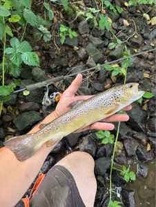 Brown Trout