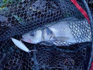 European Bass (Seabass)