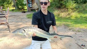 Beluga Sturgeon (European Sturgeon)