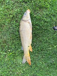 Common Carp