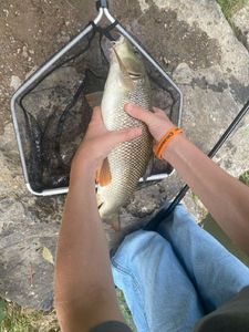 Barbel