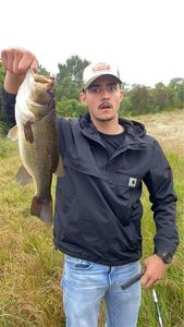 Largemouth Bass