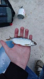 Roach