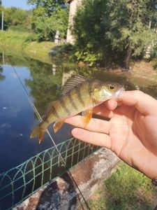 European Perch