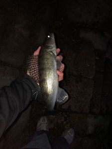 Zander