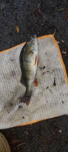 European Perch