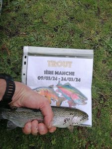Rainbow Trout