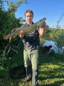 Northern Pike