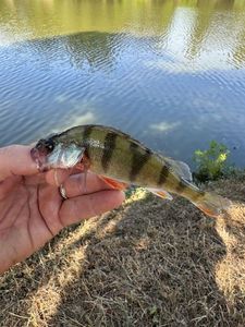 European Perch
