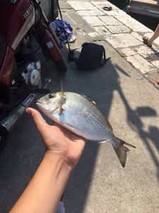 Gilthead Seabream