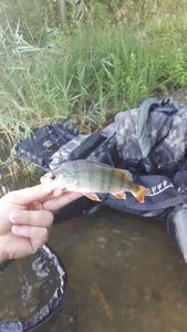 European Perch