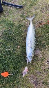 Mackerel