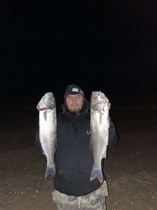 European Bass (Seabass)