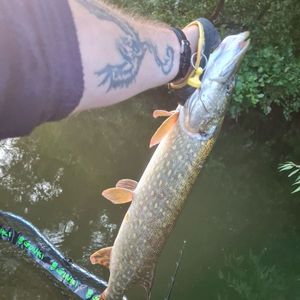 Northern Pike