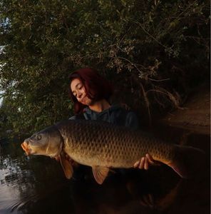 Common Carp