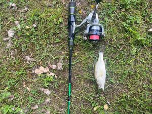 Largemouth Bass