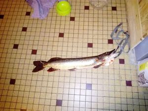 Northern Pike