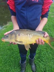 Mirror Carp