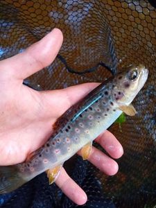 Brown Trout