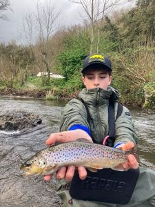 Brown Trout
