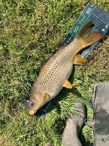 Common Carp