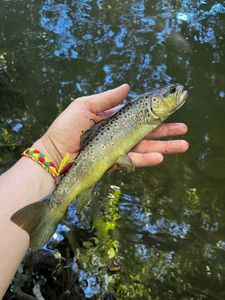 Brown Trout