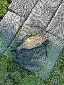 Common Bream