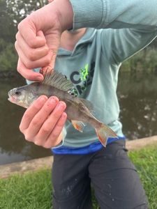 European Perch