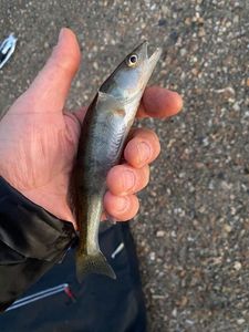 Zander