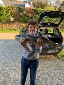 European Bass (Seabass)