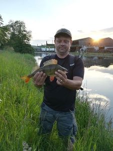 European Perch