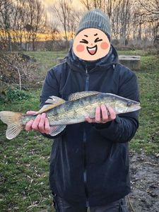 Zander