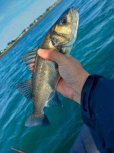 European Bass (Seabass)