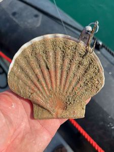 Great Scallop