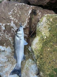 European Bass (Seabass)