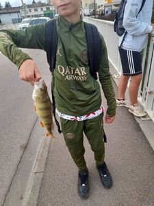 European Perch