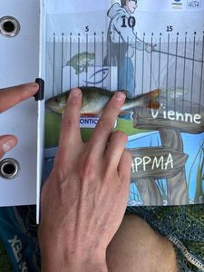 European Perch