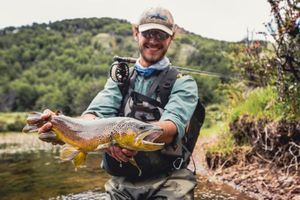 Brown Trout