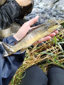 Brown Trout